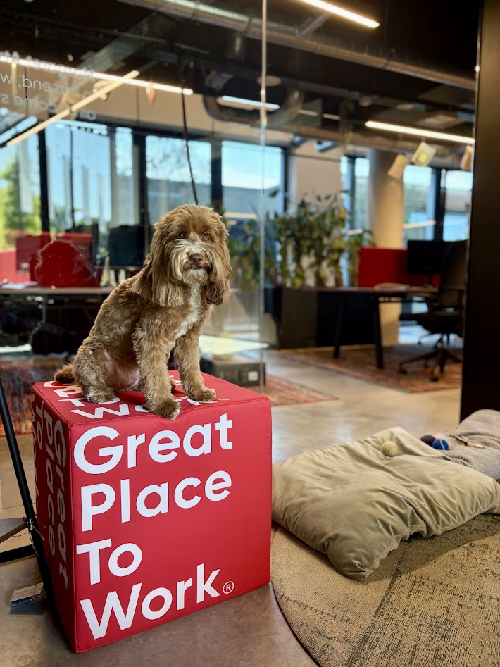 Our office dog Maxie